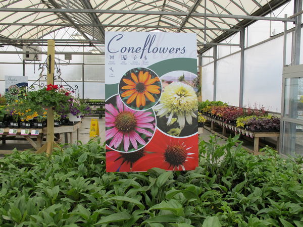 This Coneflowers coroplast poster uses the custom template we designed for Garden Crossings.