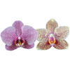 Better Blooming Orchids