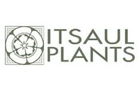 ItSaul Plants