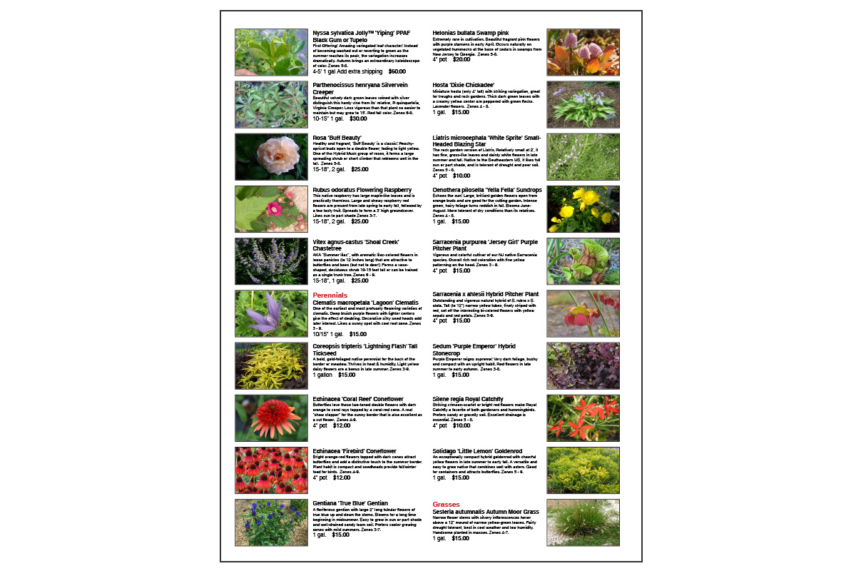 <strong>20 plants per page with images and descriptions</strong>