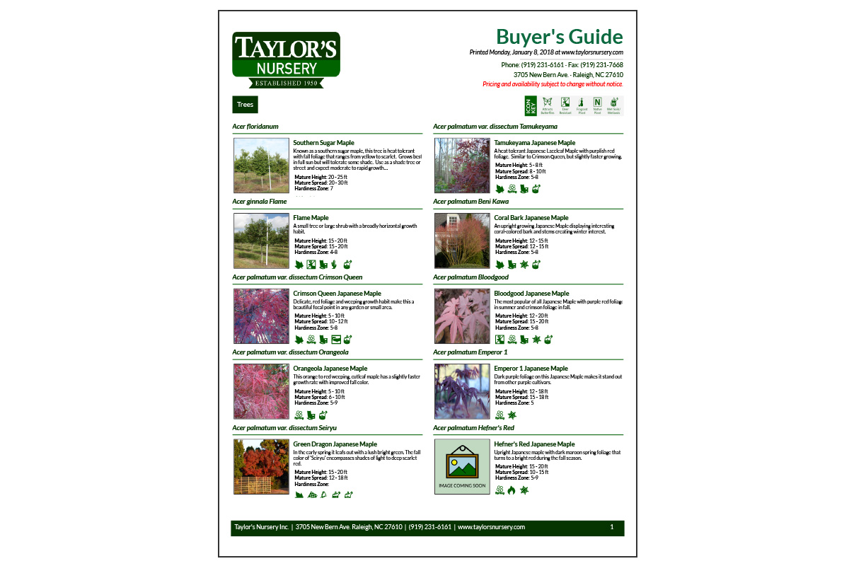 <strong>Taylor's Nursery Buyer's Guide - Page 1 with logo and larger page header</strong>