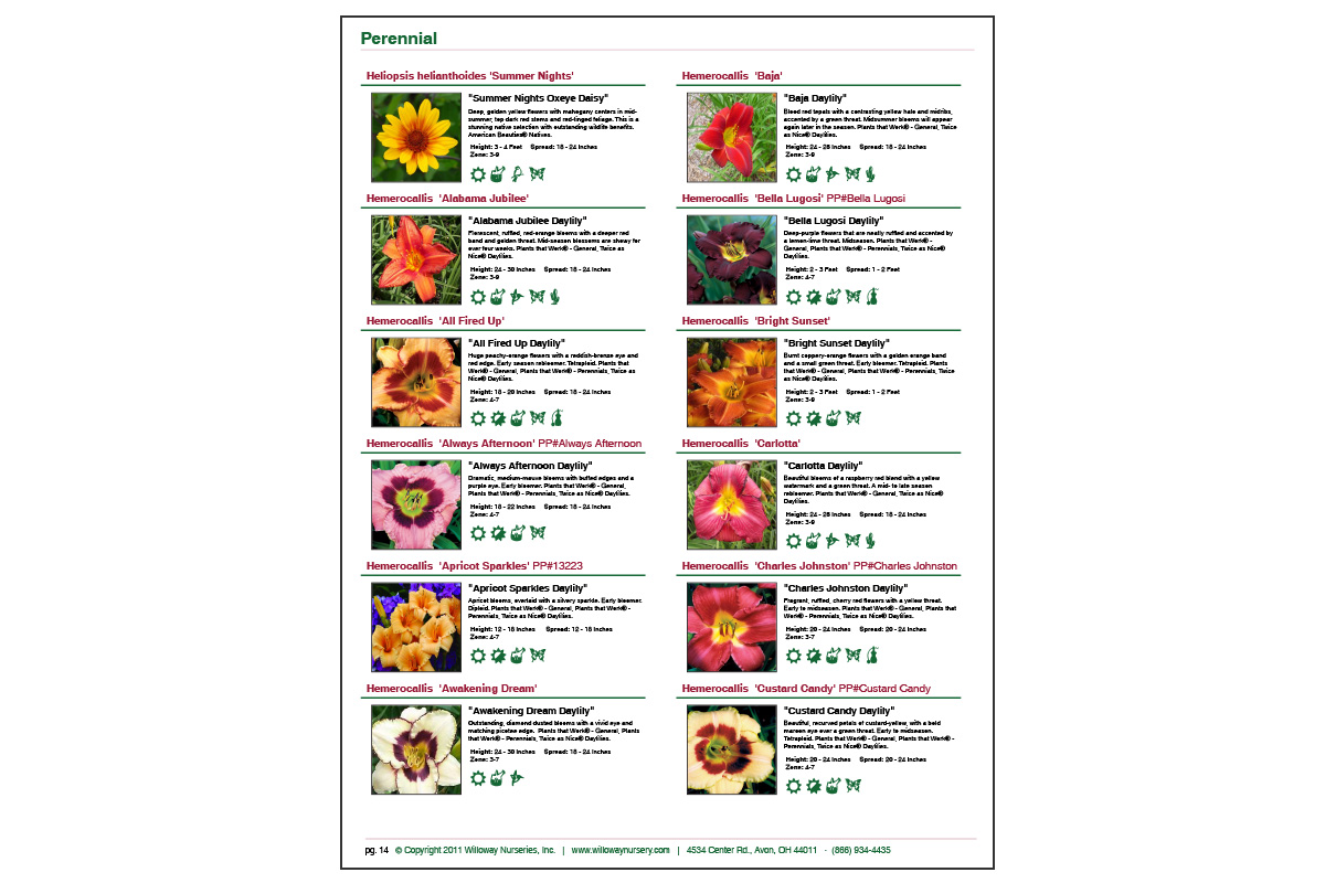 <strong>Willoway Nursery 12 plants per page with images</strong>